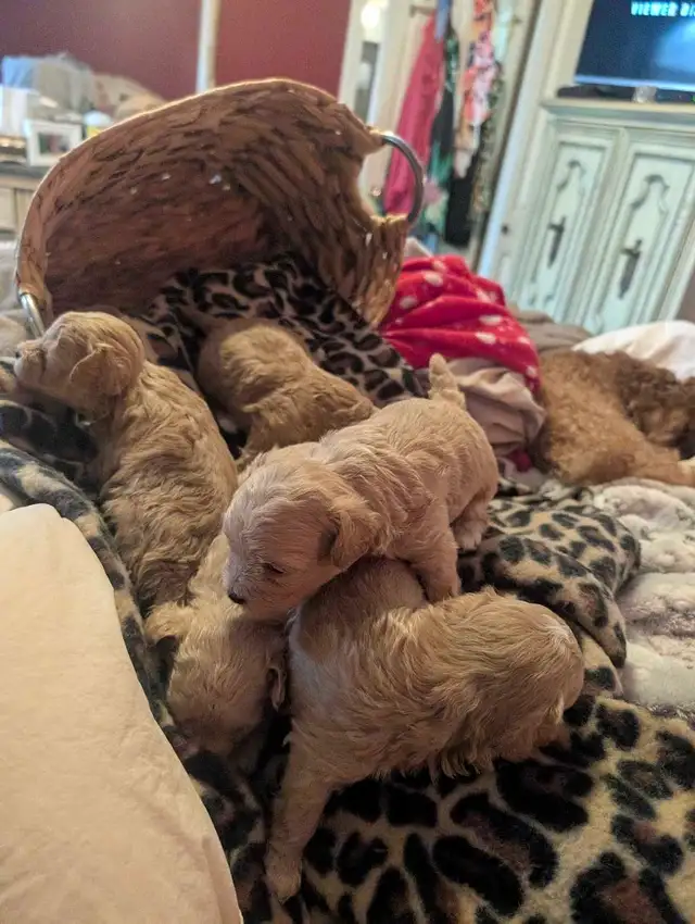 ♥️ GORGEOUS APRICOT MALTIPOOS ♥️ - Photo 9