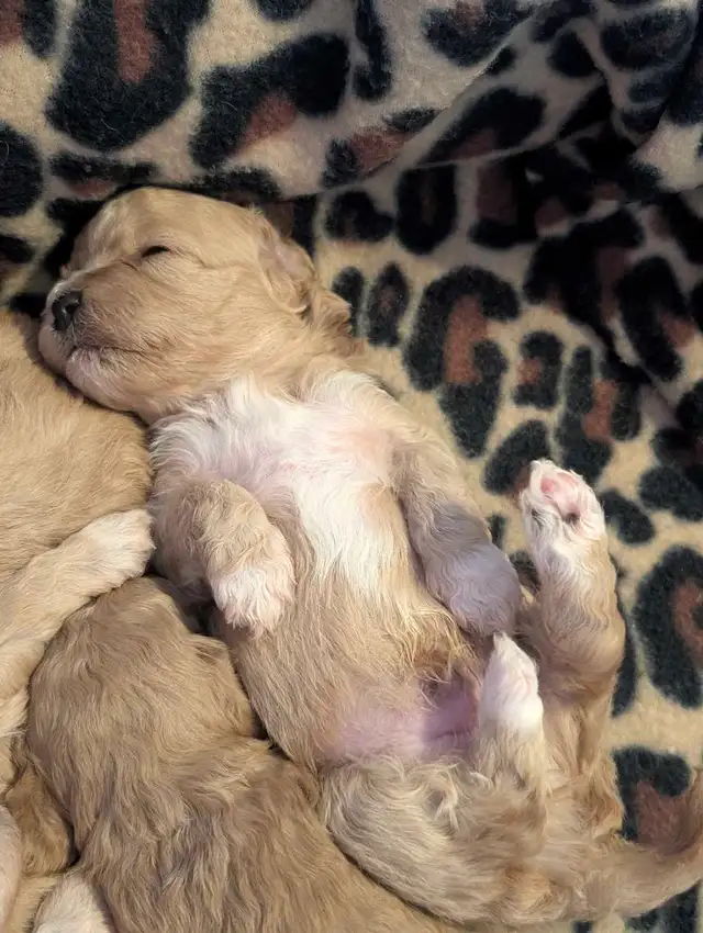 ♥️ GORGEOUS APRICOT MALTIPOOS ♥️ - Photo 10