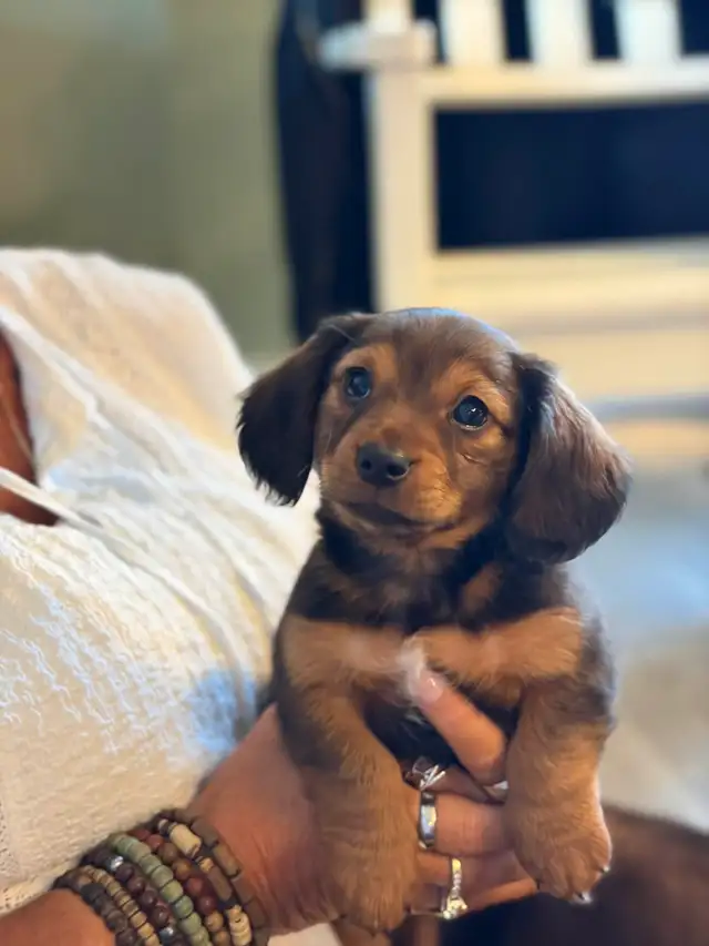 Dachshund puppy!