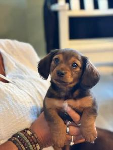 Dachshund puppy!