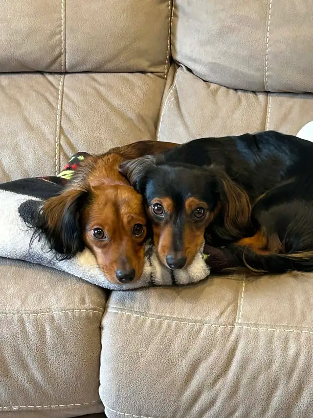 Dachshund puppy! - Photo 2