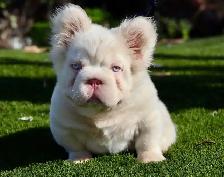 French bull dog puppies top quality