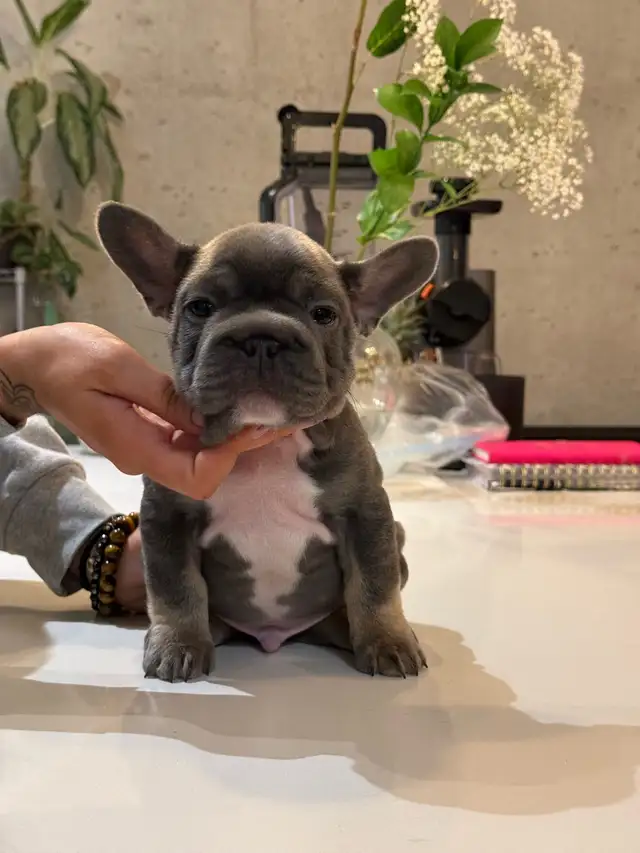 French bull dog puppies top quality - Photo 3