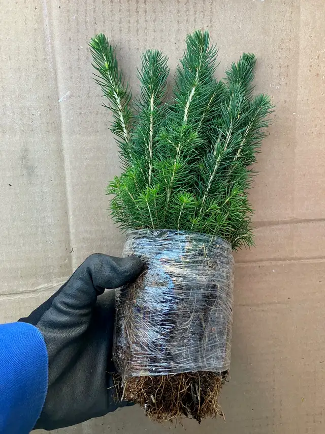 Tree Seedlings - $1.00 each – September Pick Up - Winnipeg