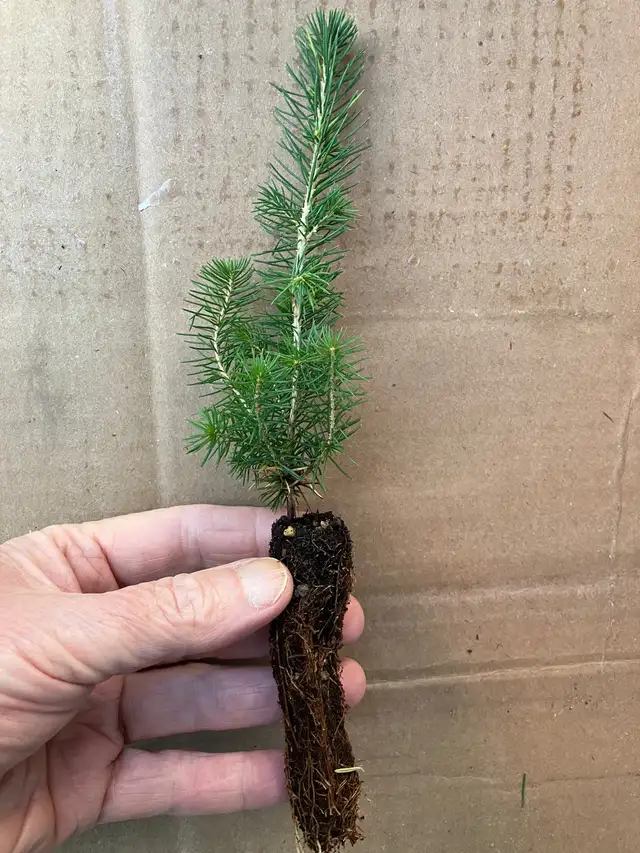 Tree Seedlings - $1.00 each – September Pick Up - Winnipeg - Photo 2