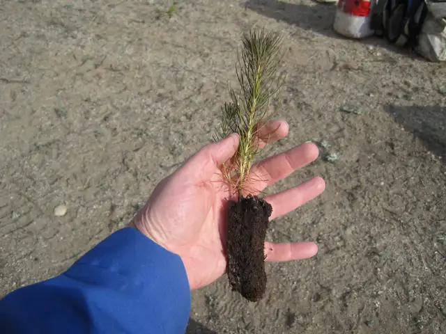 Tree Seedlings - $1.00 each – September Pick Up - Winnipeg - Photo 3