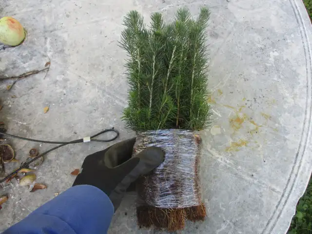 Tree Seedlings - $1.00 each – September Pick Up - Winnipeg - Photo 4