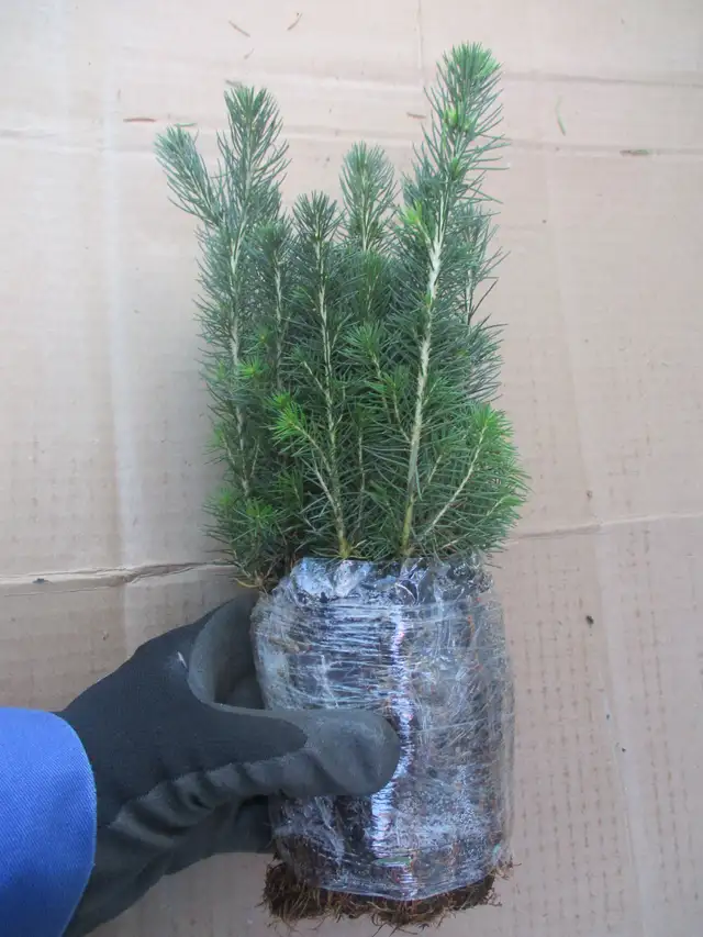 Tree Seedlings - $1.00 each – September Pick Up - Winnipeg - Photo 5