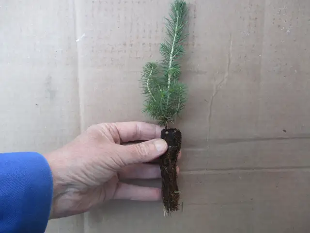 Tree Seedlings - $1.00 each – September Pick Up - Winnipeg - Photo 6