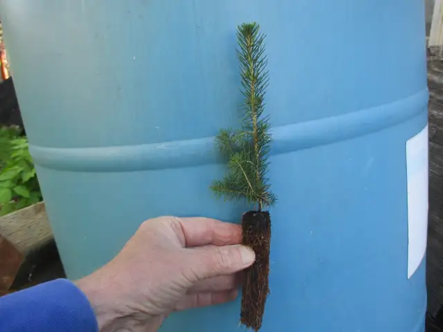 Tree Seedlings - $1.00 each – September Pick Up - Winnipeg - Photo 7