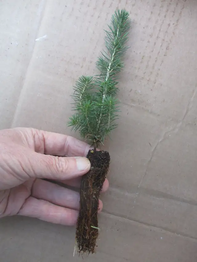 Tree Seedlings - $1.00 each – September Pick Up - Winnipeg - Photo 8