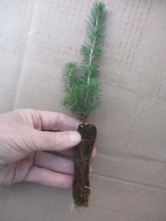 Tree Seedlings - $1.00 each – September Pick Up - Winnipeg - Photo 9