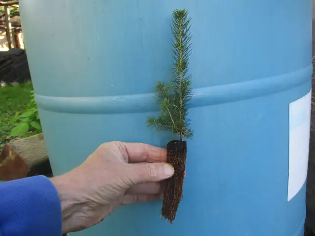 Tree Seedlings - $1.00 each – September Pick Up - Winnipeg - Photo 10