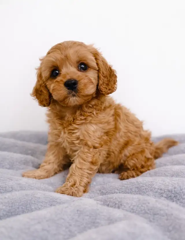 Chiot cavapoo mini puppy (cavalier King Charles x toy poodle)