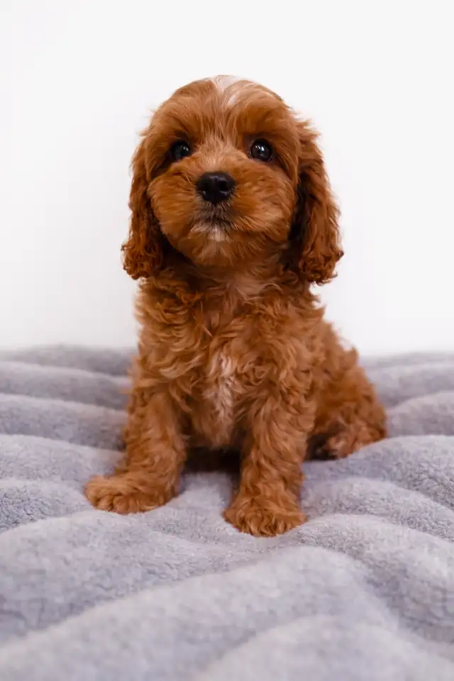 Chiot cavapoo mini puppy (cavalier King Charles x toy poodle) - Photo 2