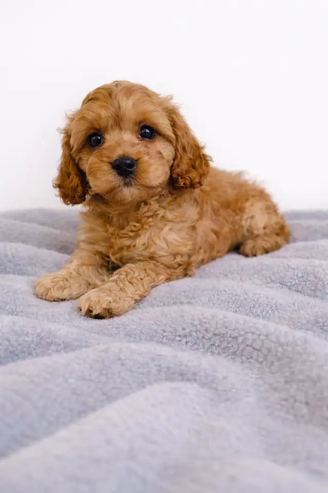 Chiot cavapoo mini puppy (cavalier King Charles x toy poodle) - Photo 4