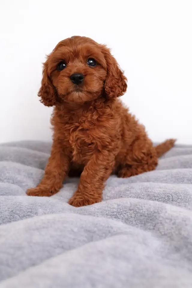 Chiot cavapoo mini puppy (cavalier King Charles x toy poodle) - Photo 5