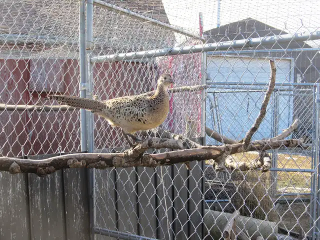 Ringneck Pheasant Breeding Trio