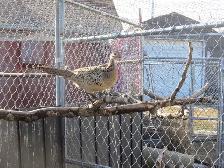 Ringneck Pheasant Breeding Trio