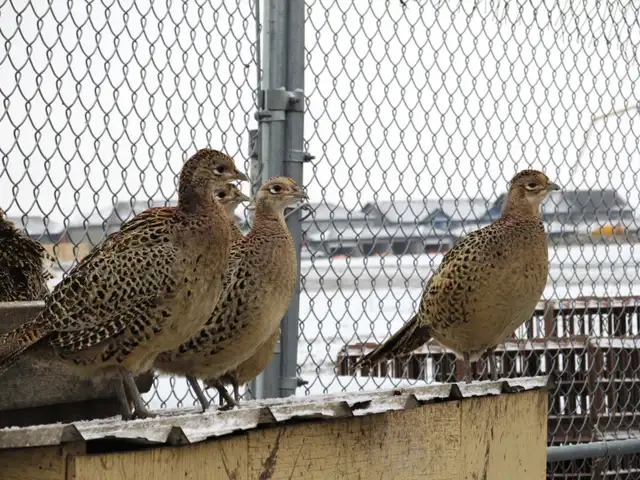 Ringneck Pheasant Breeding Trio - Photo 2