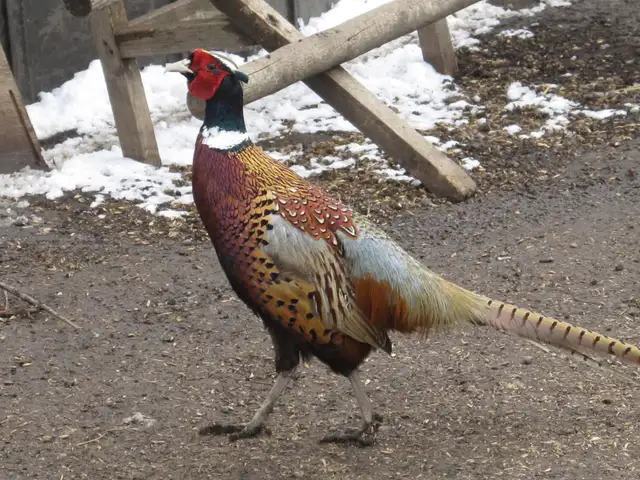 Ringneck Pheasant Breeding Trio - Photo 3