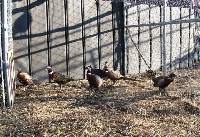 Ringneck Pheasant Breeding Trio - Photo 4