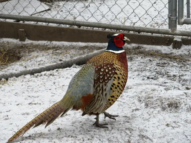 Ringneck Pheasant Breeding Trio - Photo 5