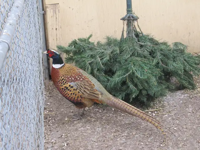 Ringneck Pheasant Breeding Trio - Photo 6