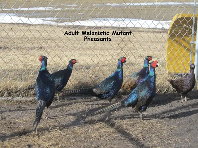Melanistic Mutant Pheasants