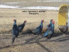 Melanistic Mutant Pheasants