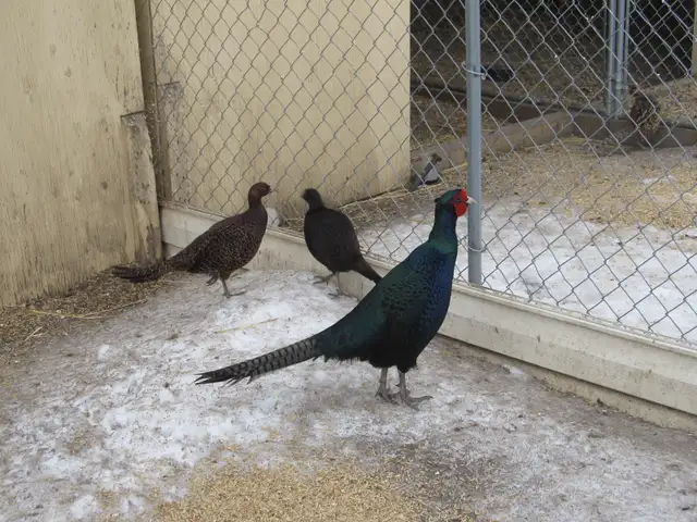Melanistic Mutant Pheasants - Photo 2