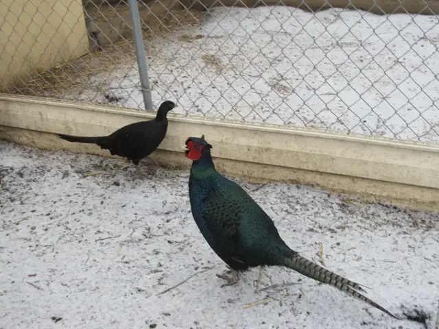 Melanistic Mutant Pheasants - Photo 3
