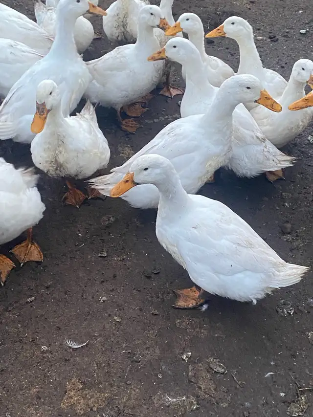 fertilized pekin ducks hatching eggs - Photo 8