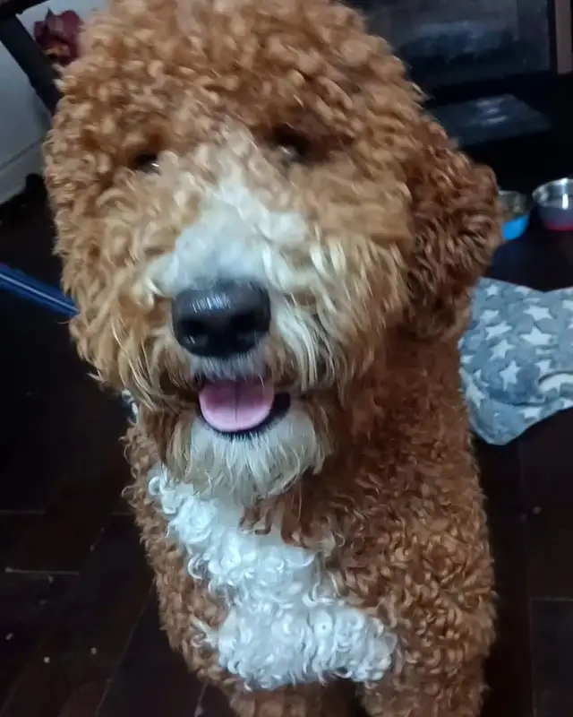 Dog Boarding Mississauga Home Dog Boarding & Pet Sitting - Photo 2