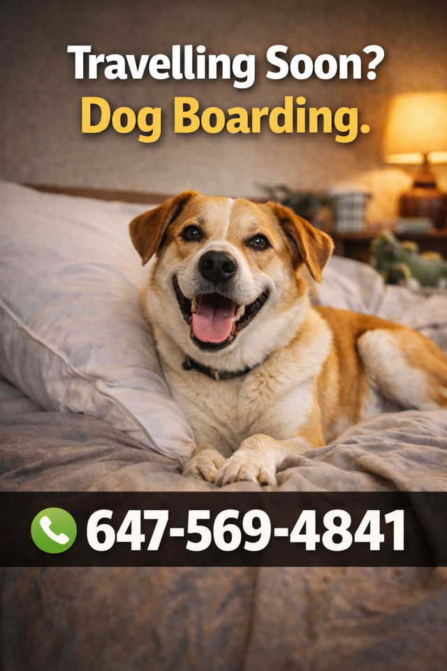 Travelling Soon? Dog Boarding Mississauga | Home Dog Sitting