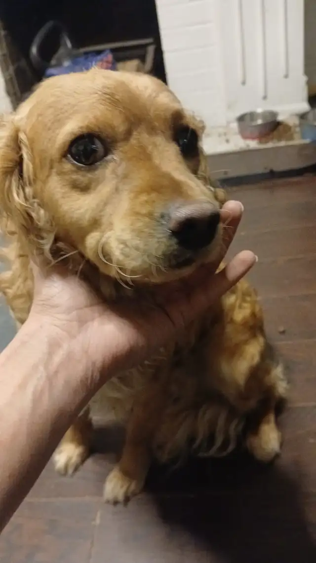 Travelling Soon? Dog Boarding Mississauga | Home Dog Sitting - Photo 2