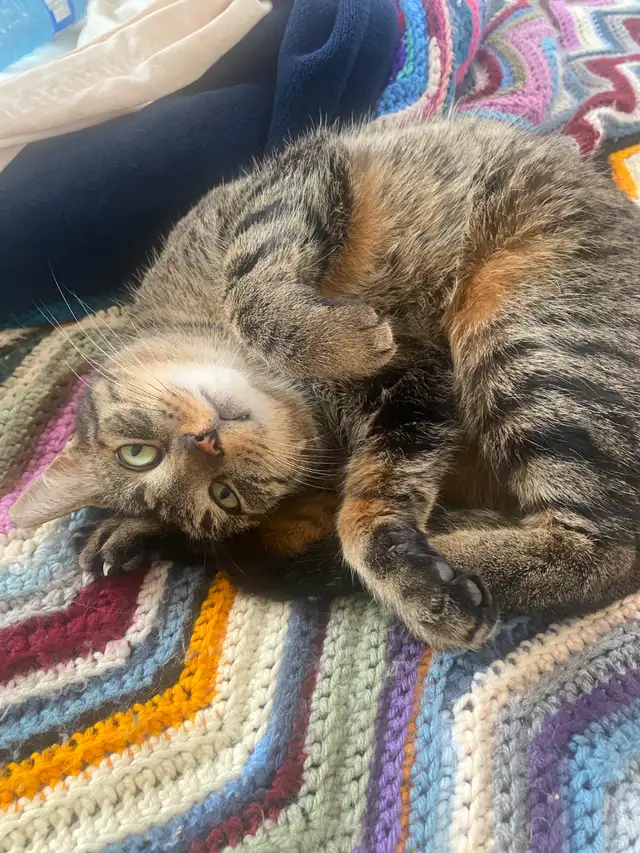 Beautiful mature Tabby Cat needs good home