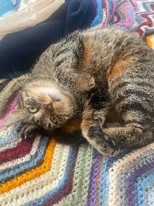 Beautiful mature Tabby Cat needs good home