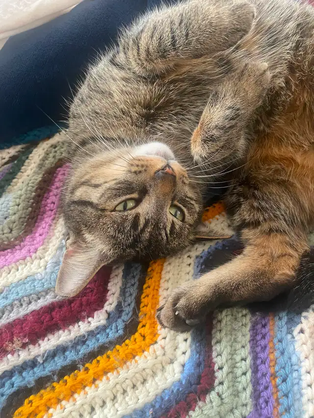 Beautiful mature Tabby Cat needs good home