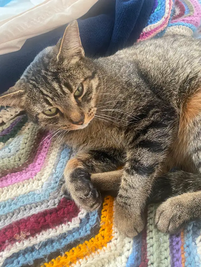 Beautiful mature Tabby Cat needs good home - Photo 2