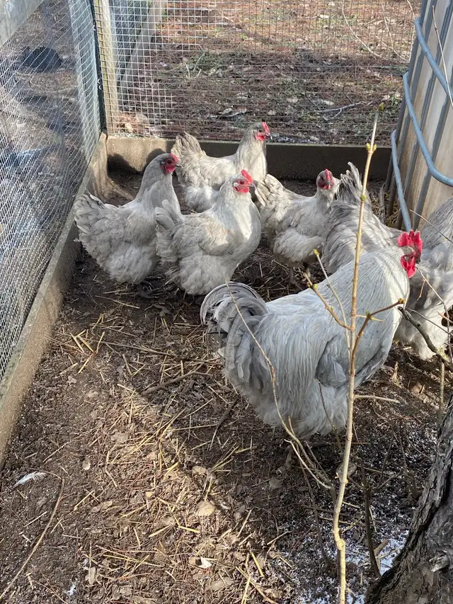 fertilized lavender Orpington hatching eggs - Photo 3