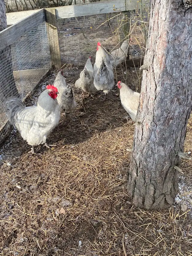 fertilized lavender Orpington hatching eggs - Photo 4