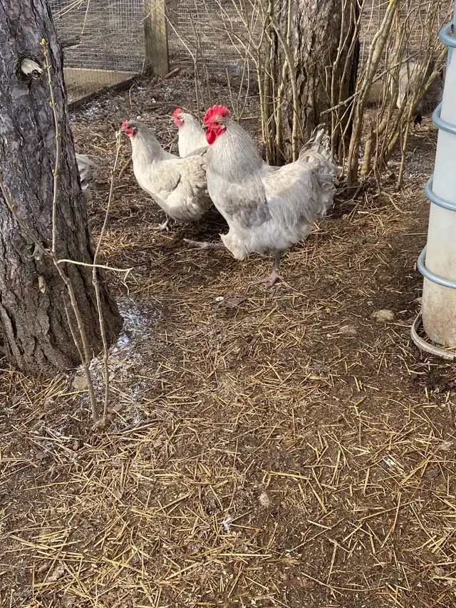 fertilized lavender Orpington hatching eggs - Photo 6