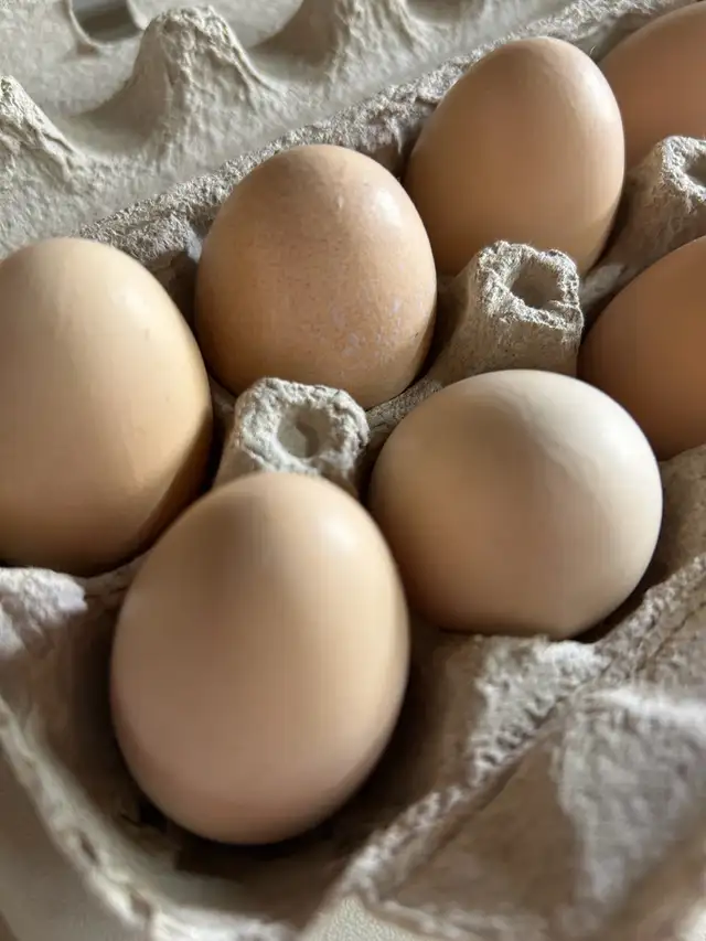 fertilized lavender Orpington hatching eggs - Photo 8