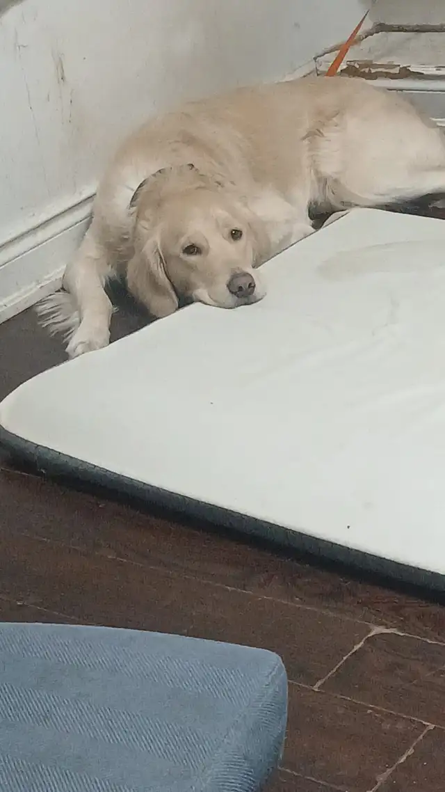 Dog Walking Mississauga | Port Credit & Mineola Dog Walker Near - Photo 3