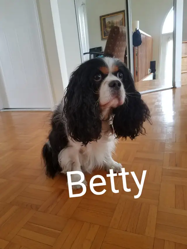 Pension 5 ETOILES pour chiens en milieu familial - Laval(^.^) - Photo 3