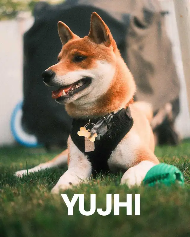 Pension 5 ETOILES pour chiens en milieu familial - Laval(^.^) - Photo 6