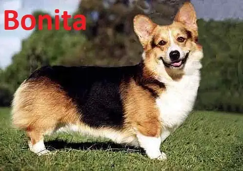 Pension 5 ETOILES pour chiens en milieu familial - Laval(^.^) - Photo 9