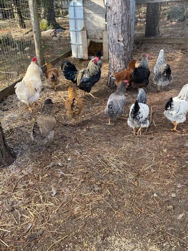 fertilized mixed breed chicken hatching eggs - Photo 2