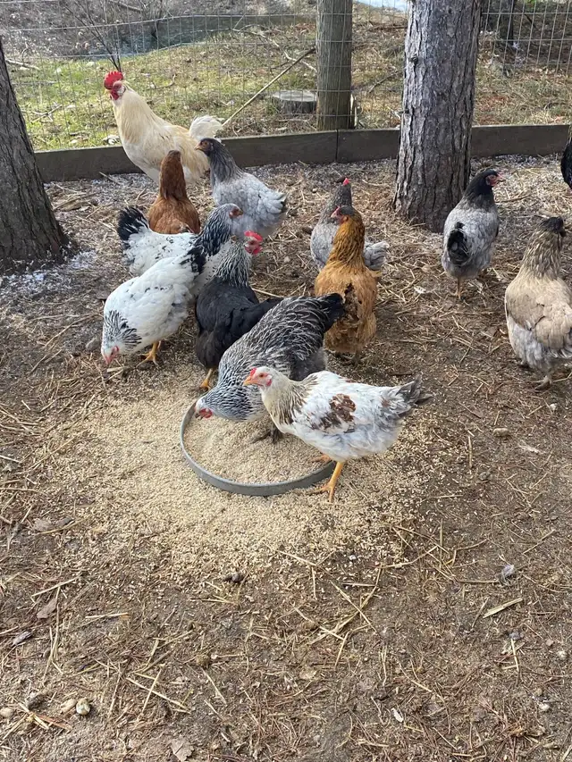 fertilized mixed breed chicken hatching eggs - Photo 5
